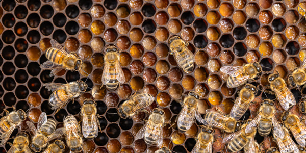 Bee removal