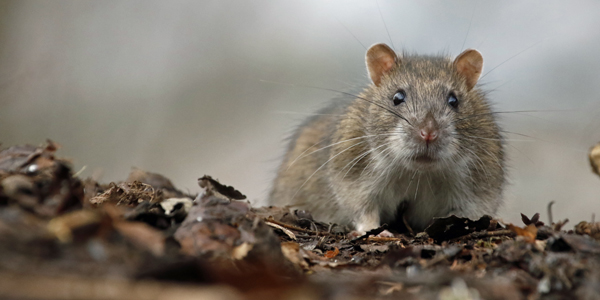 Rat control